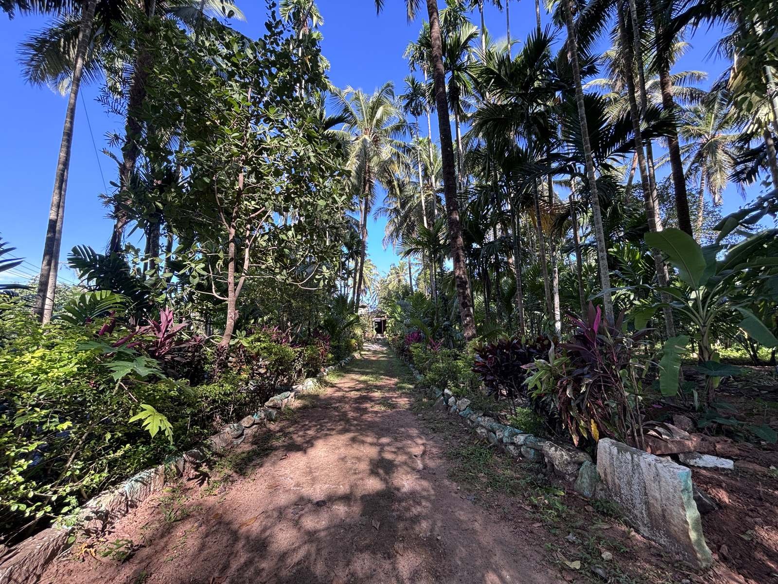 Banana & areca plantation at Calamara